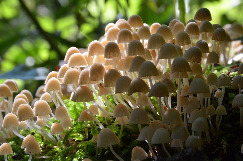 Coprinellus disseminatus - gesäter Tintling
gefunden in Bottenbach. Der Laubholzstumpf war übersät mit Fruchtkörpern. Die Art machte so seinem deutschen Namen alle Ehre. Die Lichtverhältnisse waren genial. Halb schatten, halb Licht - eine Herausforderung die die Kamera ganz gut gemeistert hat.
Schlüsselwörter: Coprinellus disseminatus;Gesäter Tintling