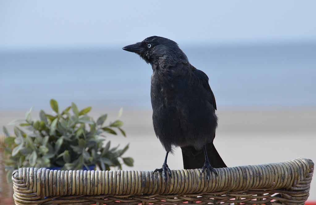 Dohle am holländischen Nordseestrand
