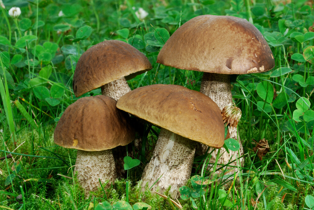 Leccinum pseudoscabrum - Hainbuchenröhrling
gefunden in Bexbach/Saarland - die Gruppe stand unter einer einzelnen Hainbuche ausserhalb des Waldes.
