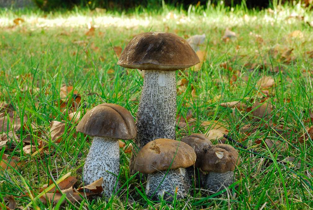 Leccinum scabrum - Birkenpilz

