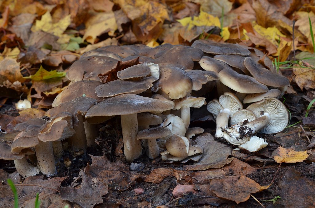 Lyophyllum decastes - Frostrasling
gefunden in Kirkel/Saarland
