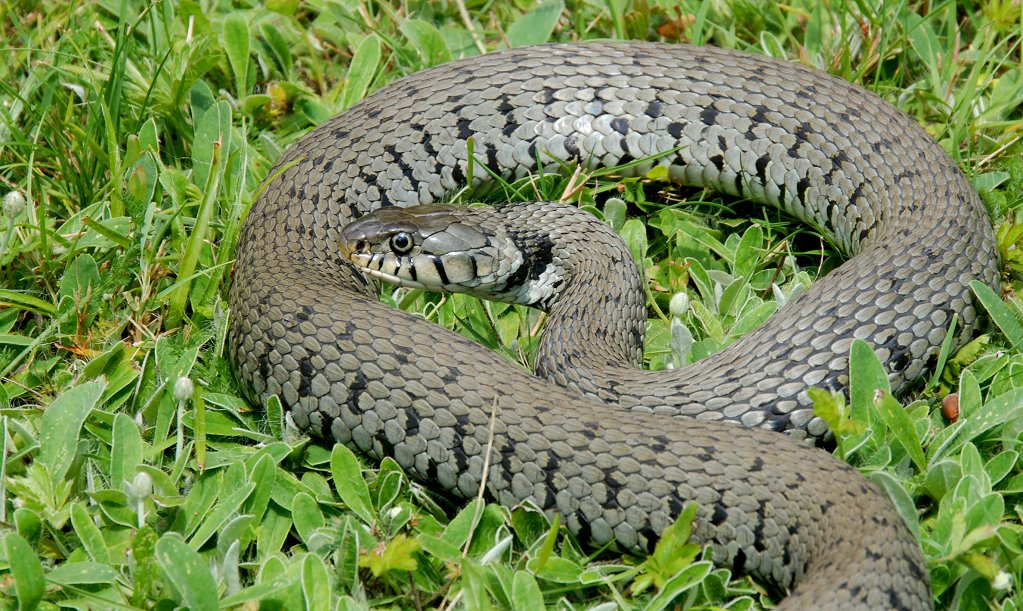 Natrix helvetica - Barren-Ringelnatter
die Schlange hat mich zunächst ganz schön erschreckt, dann aber fasziniert. Schön dass sie gewartet hat bis ich meine Kamera geholt habe. :-)
