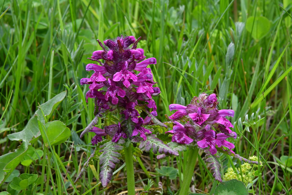 Quirlblättriges Läusekraut ( Pedicularis verticillata )
die Pflanze ist giftig und kommt gerne auf feuchten, kalkhaltigen und steinigen Böden vor.
