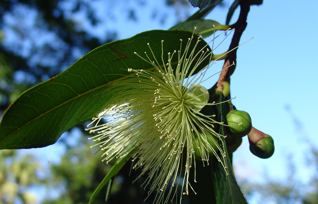 Syzygium jambos - Pomarosa
kleiner, zu dem Myrtengewächsen gehörender, wunderschön blühender Baum. Aufgenommen auf Teneriffa.
Schlüsselwörter: Syzygium jambos