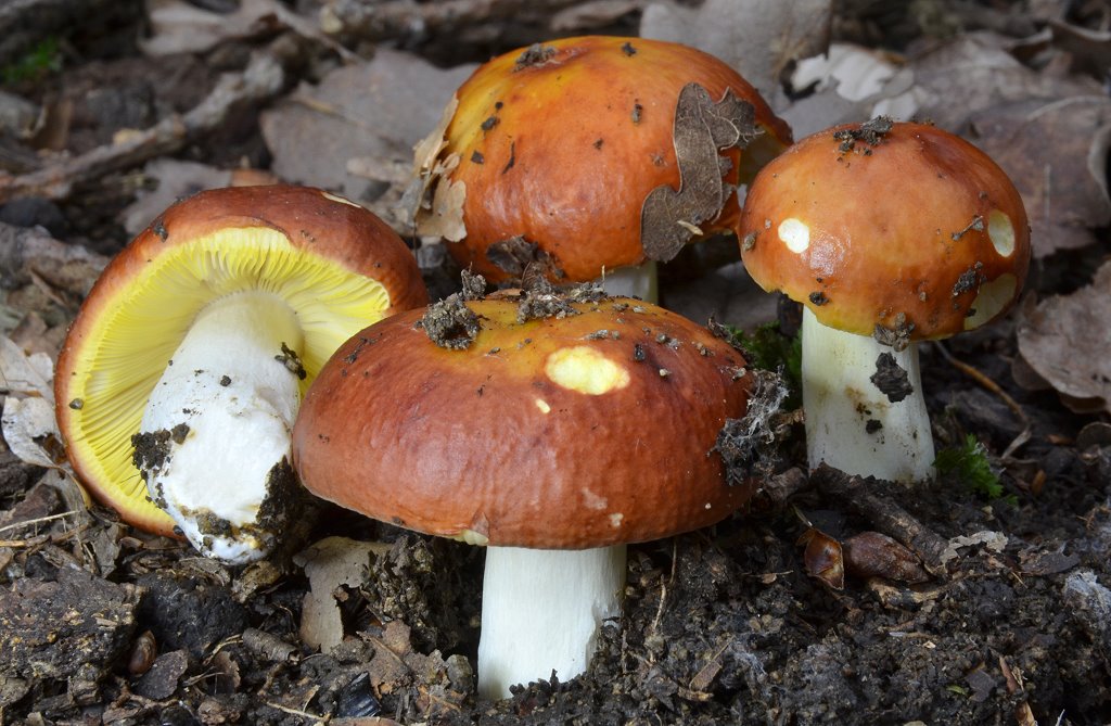 Russula aurea - Goldtäubling
der deutsche Name wird von den goldgelben Lamellenschneiden abgeleitet.
Schlüsselwörter: Russula_aurea;Goldtäubling
