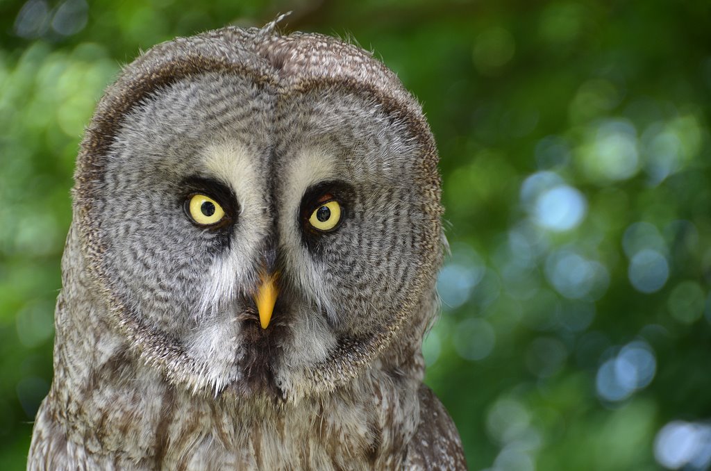 Strix nebulosa - Bartkauz
den Augen dieses hauptsächlich in der Dämmerung aktiven Jägers entgeht nichts.
Schlüsselwörter: Habichtskauz, Strix uralensis