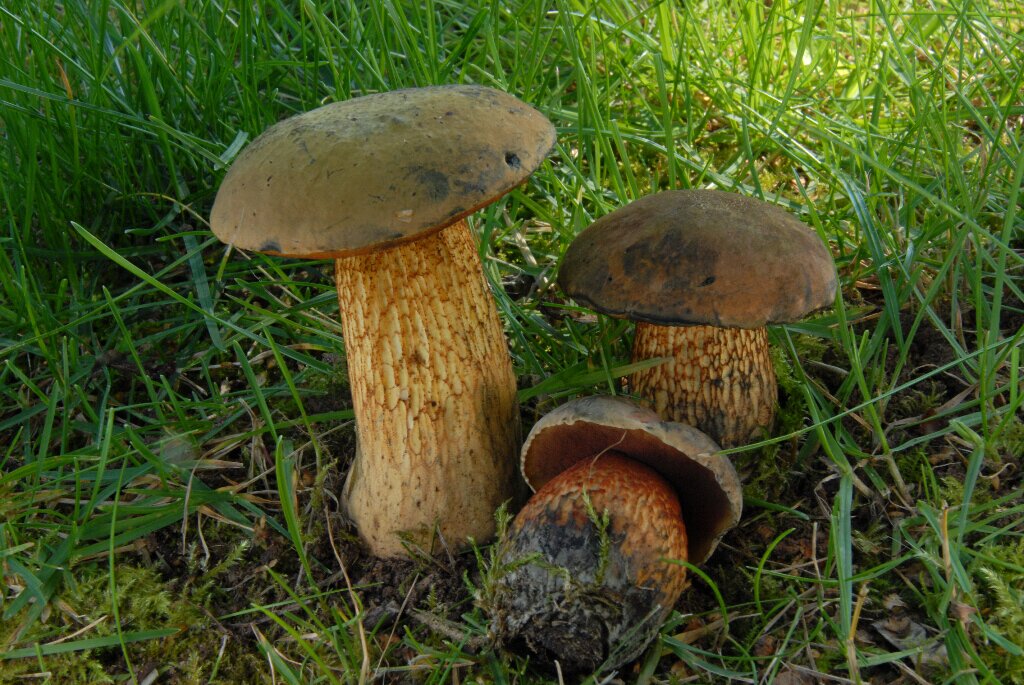 Suillelus luridus - Netzstieliger Hexenröhrling
gefunden in Bexbach - Frankenholz/Saarland
