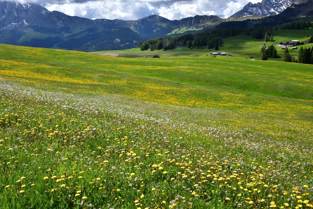 Blumenwiese in der ersten Junihälfte
