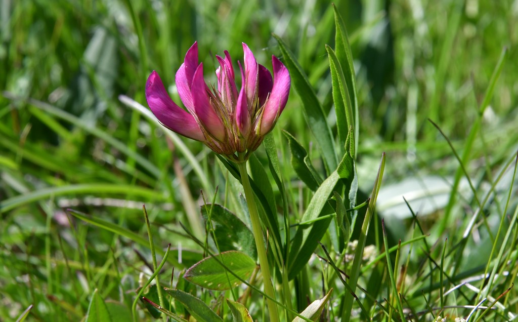 Alpenklee ( Trifolium alpinum )
