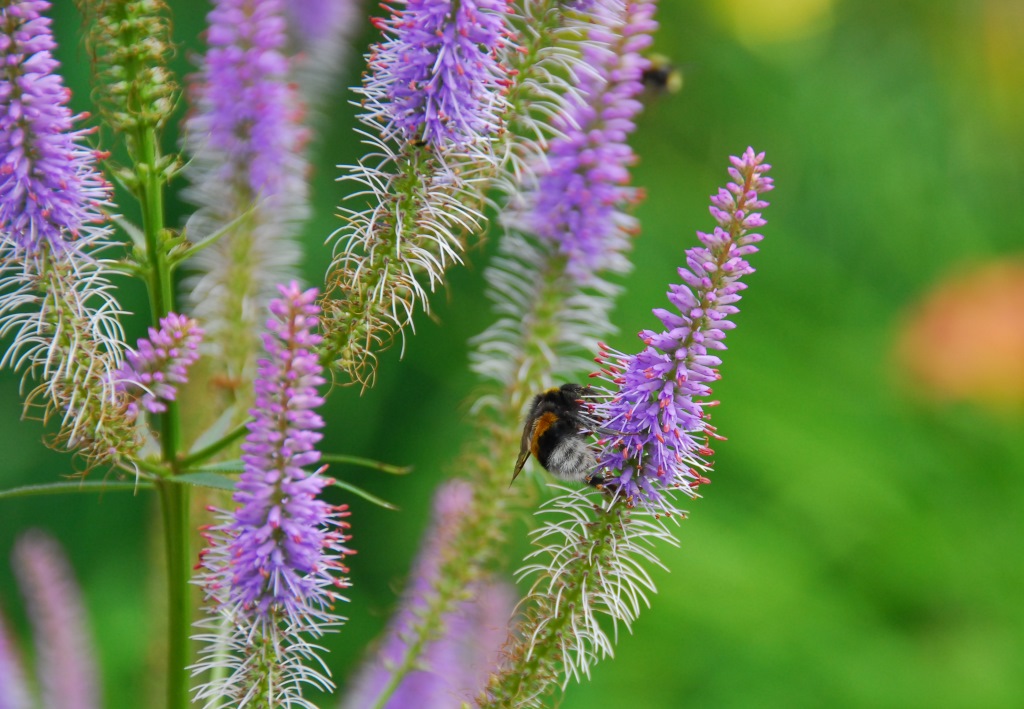 Arznei - Ehrenpreis mit Hummelbesuch
