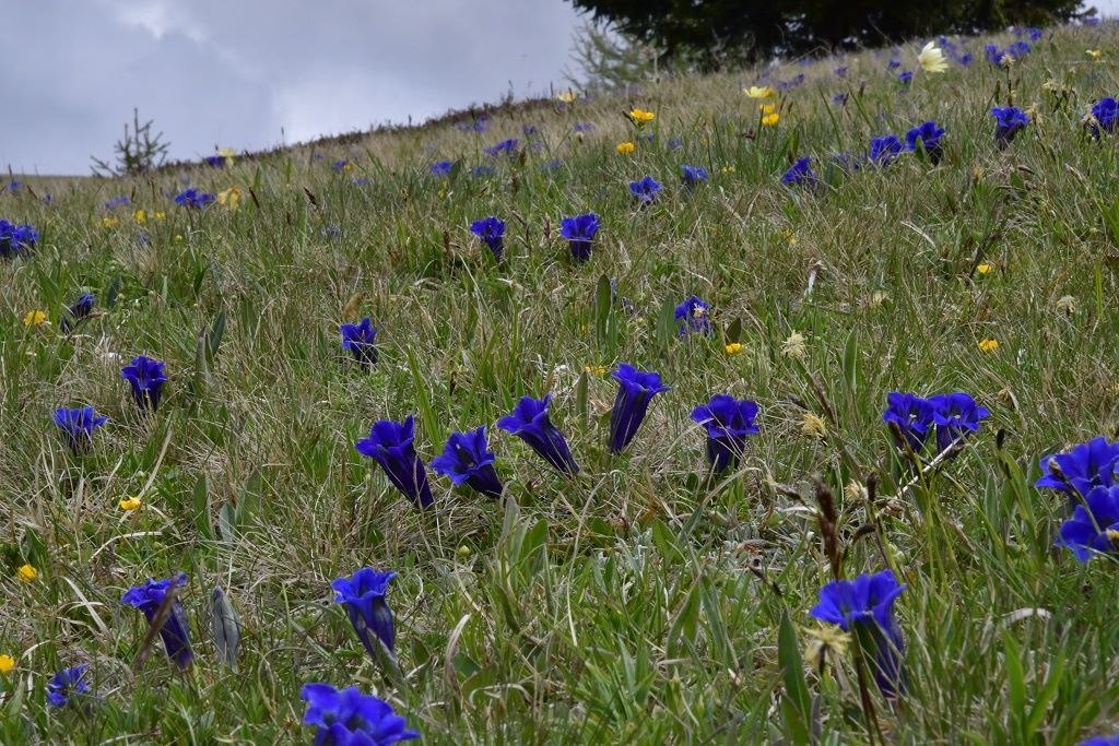 eine Wiese voller Enzian
