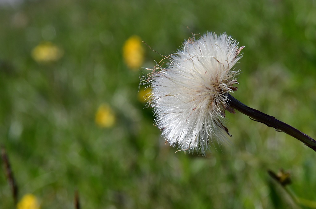 abgeblüter Huflattich
