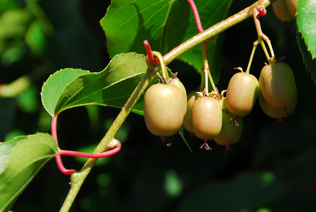 Bayernkiwi
es war schon eine Überraschung. An einem großen Zaun bei Burggen im Allgäu fand ich ein Pflanze mit zahlreichen mir irgendwie bekannt vorkommenden Früchten. Laut Auskunft des Besitzers handelt es sich um eine winterharte Kiwiart die als Bayernkiwi benannt wurde.
Schlüsselwörter: Bayernkiwi, Kiwi