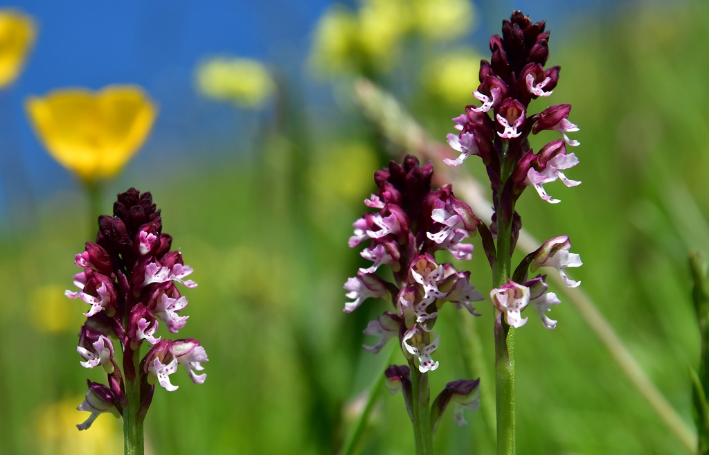 Brand - Knabenkraut?
