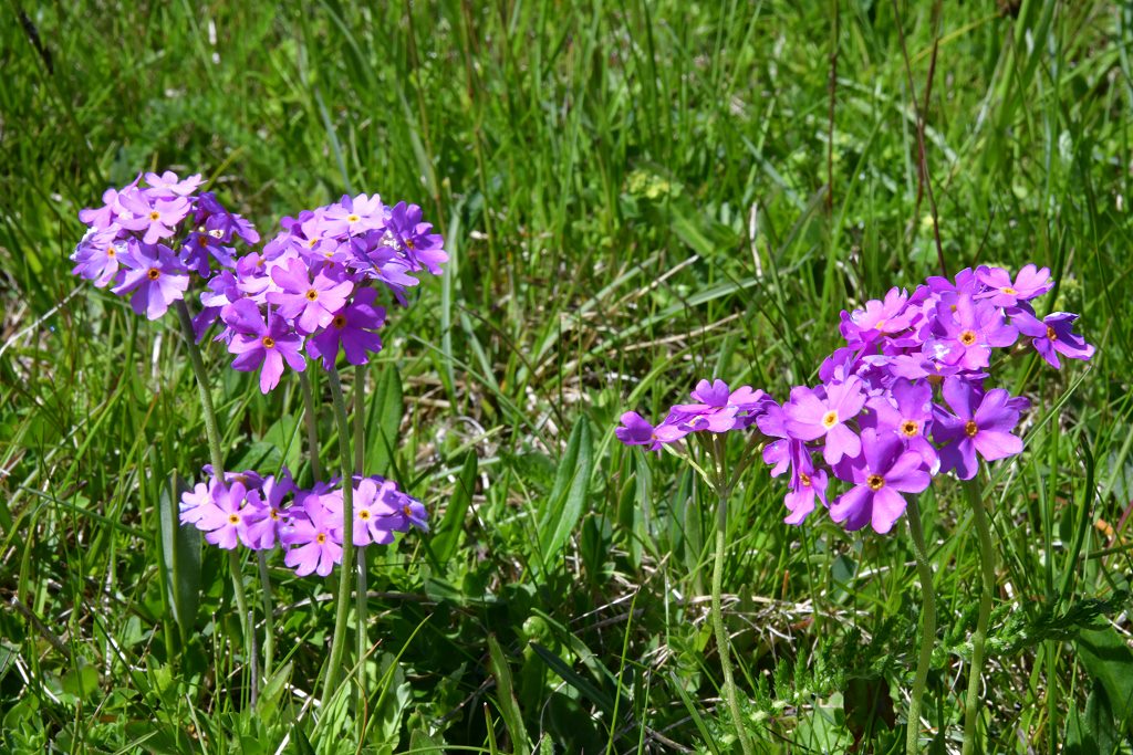 Primel ( noch nicht näher bestimmt ) 
