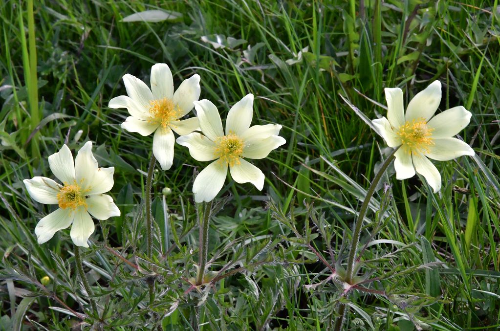 Gelbe Alpen - Küchenschelle
