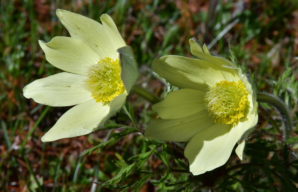 Gelbe Alpen - Küchenschelle  ( Pulsatilla alpina spp.apiifolia )
