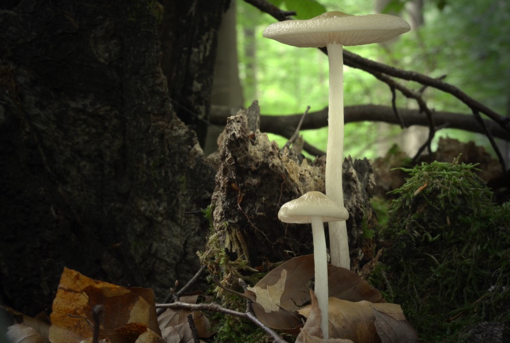 Schleimrüblinge im Tiergartenwald
