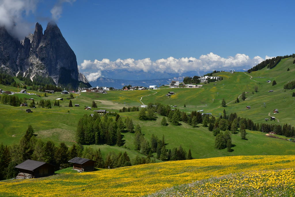 blühende Wiesen und Blick zum Schlern 2
