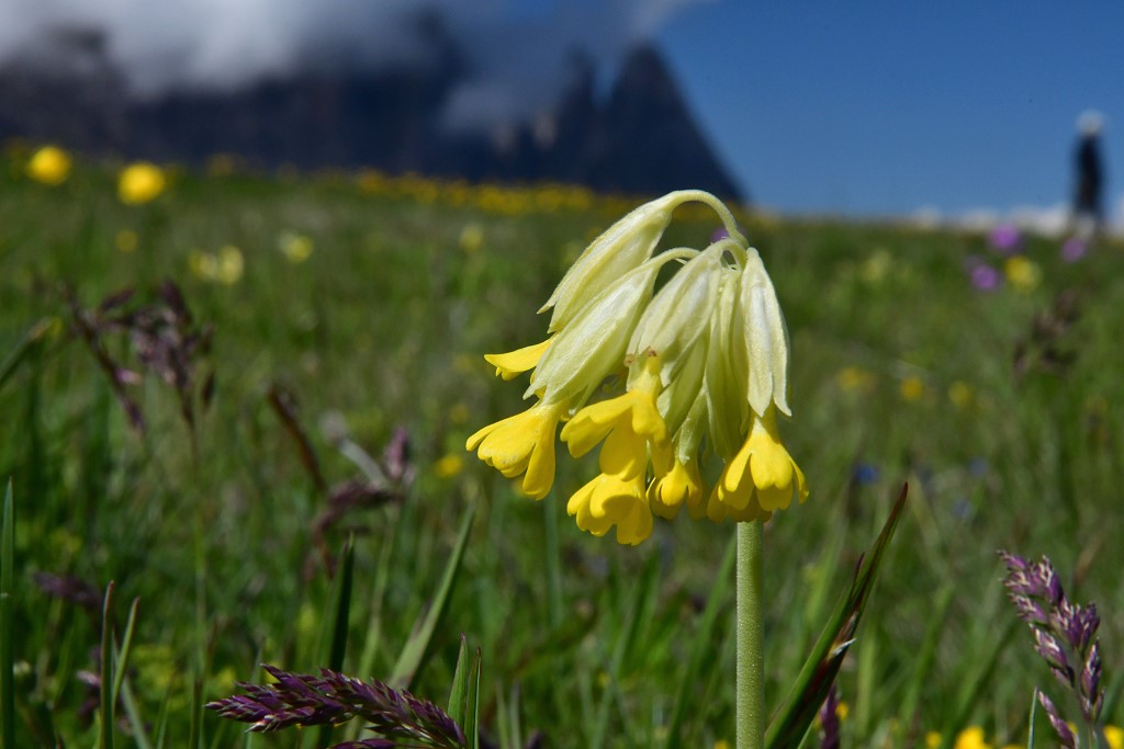 Wiesen - Schlüsselblume
