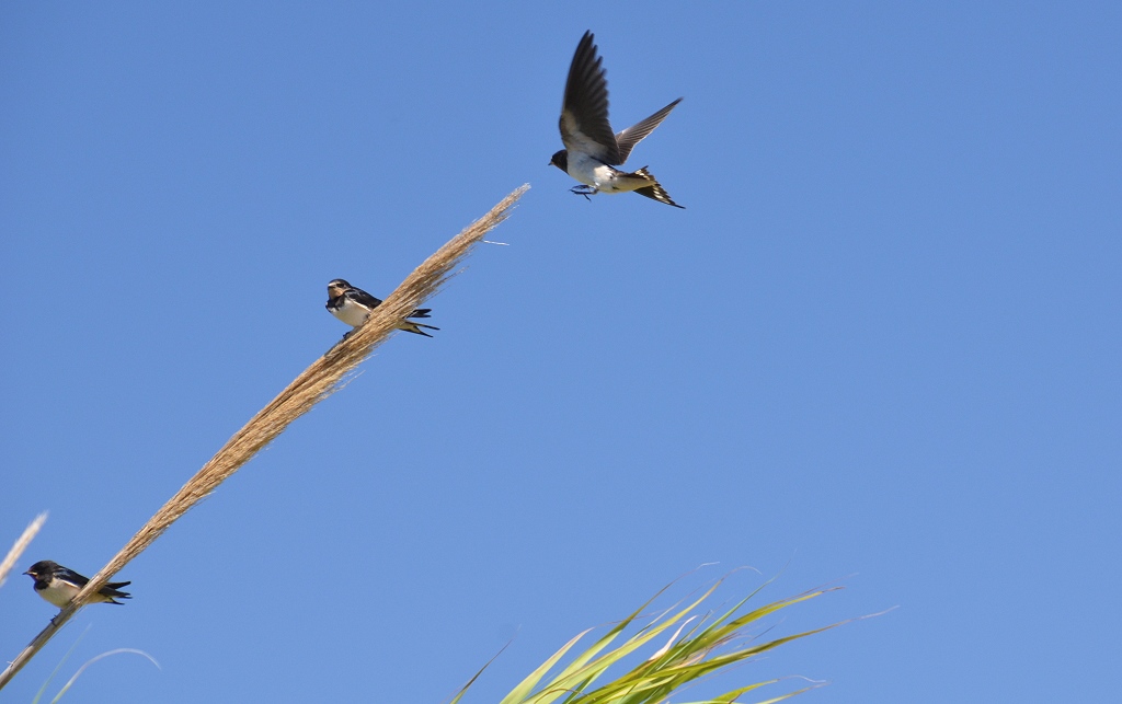 mach den Landeplatz frei !!
