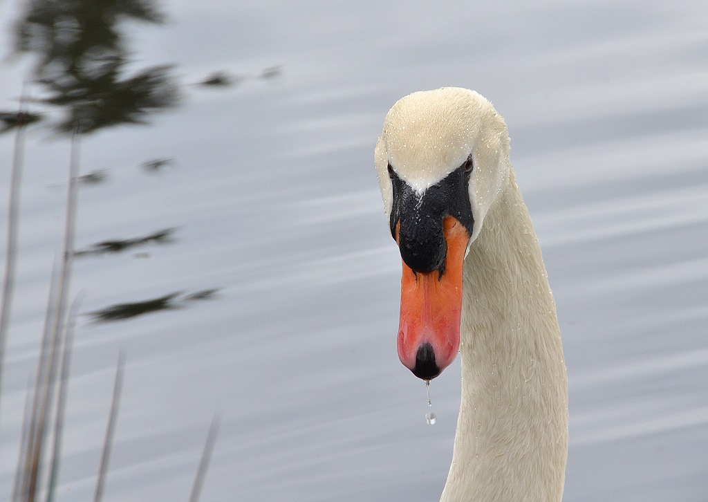 mein lieber Schwan
einfach ein schönes Tier. 
