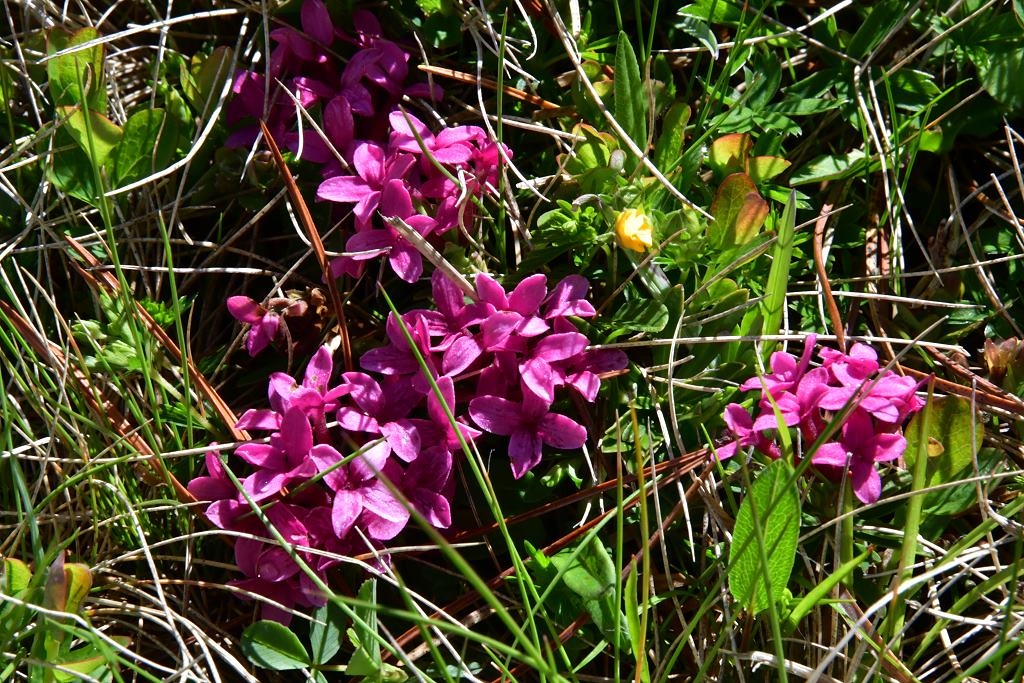 Rosmarin - Seidelbast
