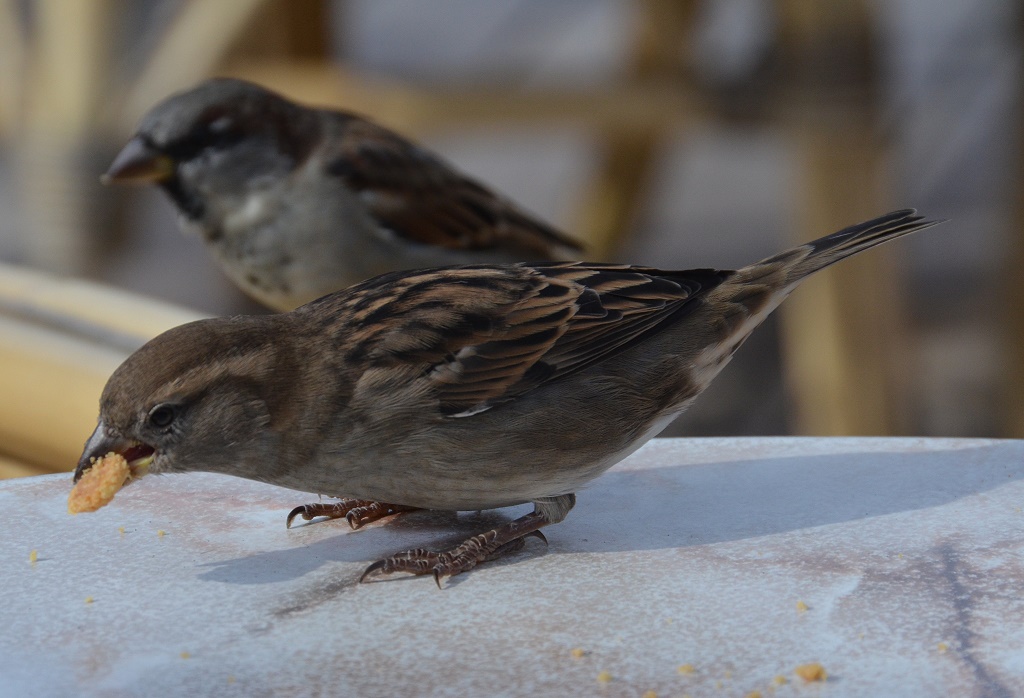 diebischer Sperling
auch der kleinste Krümel war willkommen

