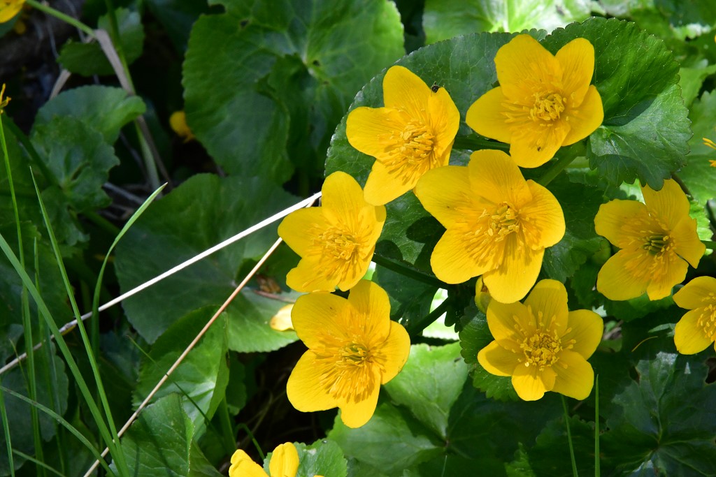 Sumpf - Dotterblume
an feuchten Stellen hat dieses schöne Hahnenfußgewächs in großer Menge geblüht.
