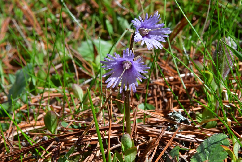 Alpen - Troddelblume
