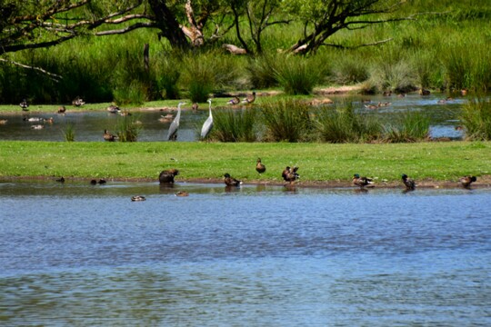 Biotop002 Verschiedene Enten und Gänsearten lassen sich am Beeder Biotop beobachten.