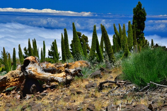 auf dem Roque de Los Muchachos (10) Auf einer Höhe von ca. 1600m findet sich ein ganzes Feld von Echinum wildpretii ssp. trichosipon. Eine Natterkopfart die man nur auf La Palma findet.