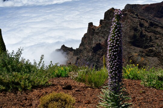 auf dem Roque de Los Muchachos (2)