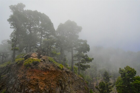 im Nebelwald von La Palma (2)