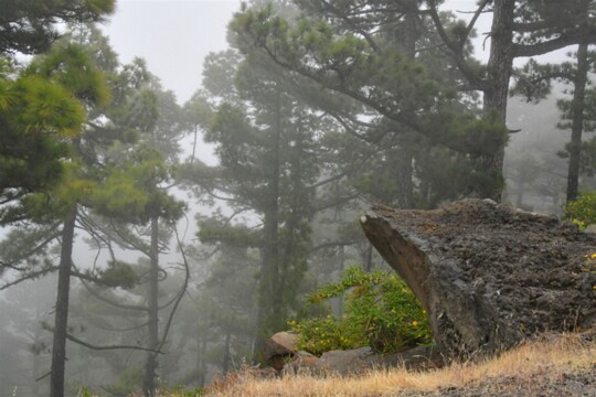 im Nebelwald von La Palma auf dem Weg zum Roque de Los Muchachos dürchfährt man einen Waldgürtel in dem fast immer Nebel herrscht.