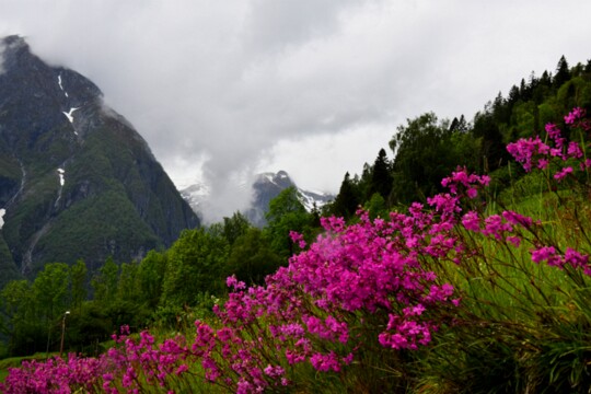 Norwegen005 Pechnelken am Straßenrand.