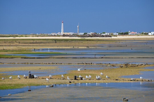 Ebbe in der Ria Formosa Blick hinüber zur Insel Farol