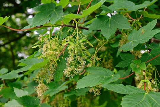 Acer pseudoplatanus - Bergahorn