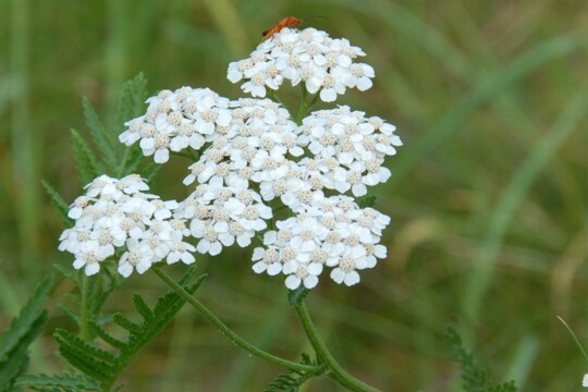 Achillea millefolium - Gemeine Schafgabe