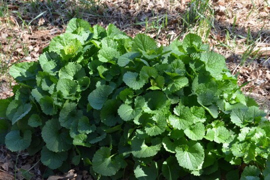 Alliaria petiolata - Knoblauchsrauke