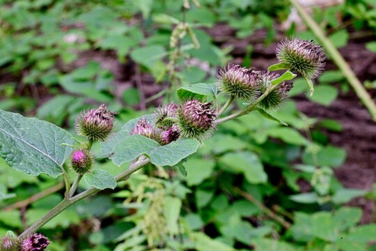 Arctium minus - Kleine Klette