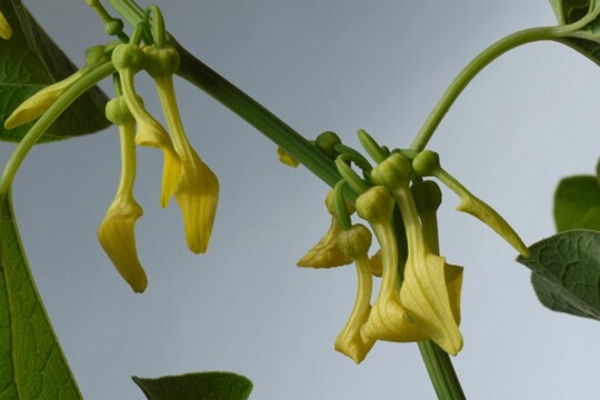 Aristolochia clematitis - Gewöhnliche Osterluzei