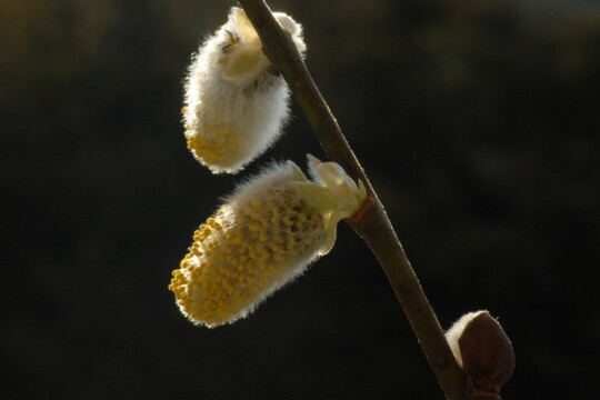 Blühbeginn bei Weide