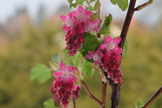 Blüte der Zier - Johannisbeere