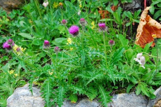 Cardus defloratus - Bergdistel ( 2 )