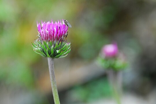 Cardus_deforatus - Bergdistel Distel mit Fliegenbesuch