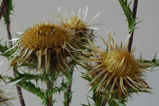 Carlina vulgaris - Golddistel