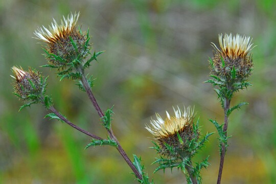 Carlina vulgaris - Goldistel (2 )