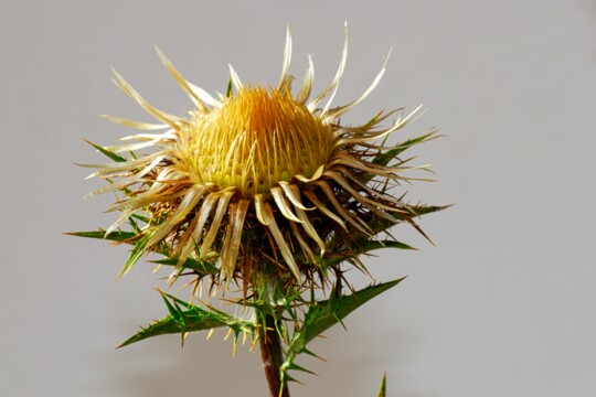 Carlina vulgaris - Goldistel (3 )