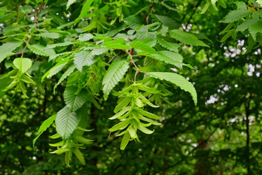Carpinus betulus - Hainbuche